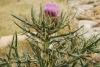 Cirsium eriophorum ? 2 de 2