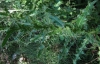 Cirsium valdespinulosum 2/2