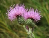Cirsium valdespinulosum 2/2