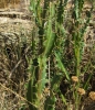 Cirsium valdespinulosum 2/2