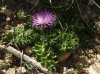 Cirsium acaulon (L.) Scop.