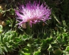 Cirsium acaulon (L.) Scop.