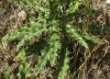 Cirsium arvense (L.) Scop.