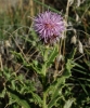 Cirsium arvense