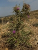 Cirsium odontolepis ? 1/3