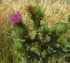 Cirsium vulgare (Savi) Ten.