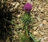 Cirsium vulgare (Savi) Ten.