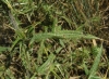 Cirsium vulgare (Savi) Ten.