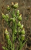 Conyza bonariensis (L.) Cronquist