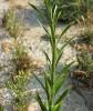 Conyza canadensis (L.) Cronq.