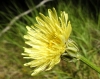 Crepis albida ? 1/3