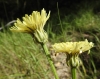 Crepis albida ? 2/3