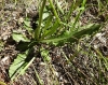 Crepis albida ? 3/3