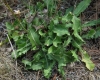 Crepis albida Vill.