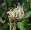 Crepis albida Vill.