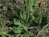 Crepis albida Vill.