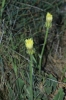 Crepis albida Vill.