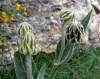 Crepis albida Vill.