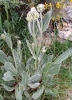 Crepis albida Vill.