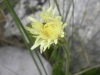 Crepis albida? 1/3 (a confirmar)