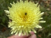 Crepis albida? 2/3 (a confirmar)