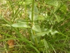 Crepis albida? 3/3 (a confirmar)