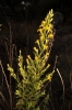 Dittrichia viscosa (L.) Greuter