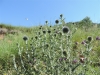 Echinops ritro L. subsp. ritro