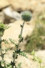 Echinops ritro L. subsp. ritro