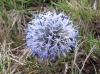 Echinops ritro L. subsp. ritro