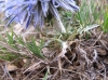 Echinops ritro L. subsp. ritro