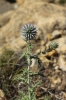 Echinops ritro L. subsp. ritro