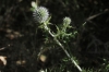 Echinops ritro L. subsp. ritro