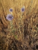 Echinops ritro L. subsp. ritro