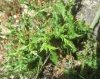 Echinops ritro L. subsp. ritro