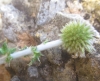 Echinops ritro L. subsp. ritro