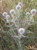 Echinops ritro L. subsp. ritro