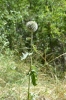 Echinops sphaerocephalus L. subsp. sphaerocephalus