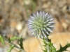 Echinops ritro L.