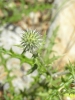 Echinops ritro L.