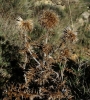 Echinops ritro L.