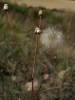 Erigeron acris L.