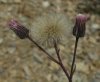 Erigeron acris L.