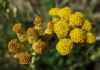 Helichrysum serotinum (DC.) Boiss.