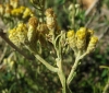 Helichrysum serotinum (DC.) Boiss.