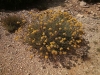 Helichrysum serotinum (DC.) Boiss. subsp. serotinum