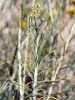 Helichrysum serotinum (DC.) Boiss. subsp. serotinum