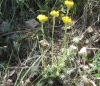 Helichrysum stoechas (L.) Moench