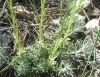 Helichrysum stoechas (L.) Moench