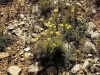 Helichrysum stoechas ?